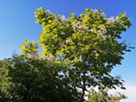 Schaugarten Saubergen Familie Österreicher blühender Tulpenbaum